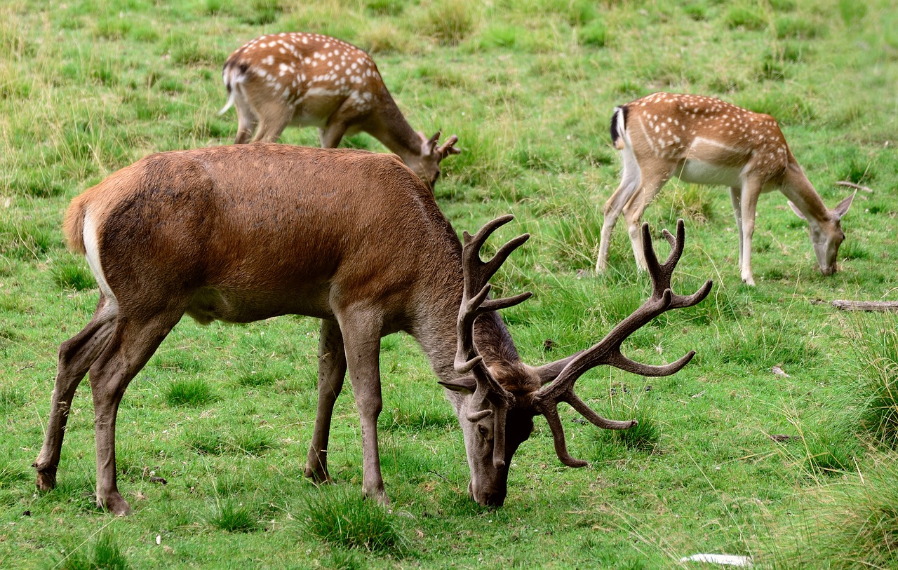 Zoological Parks: Safety Guidelines for Visitors